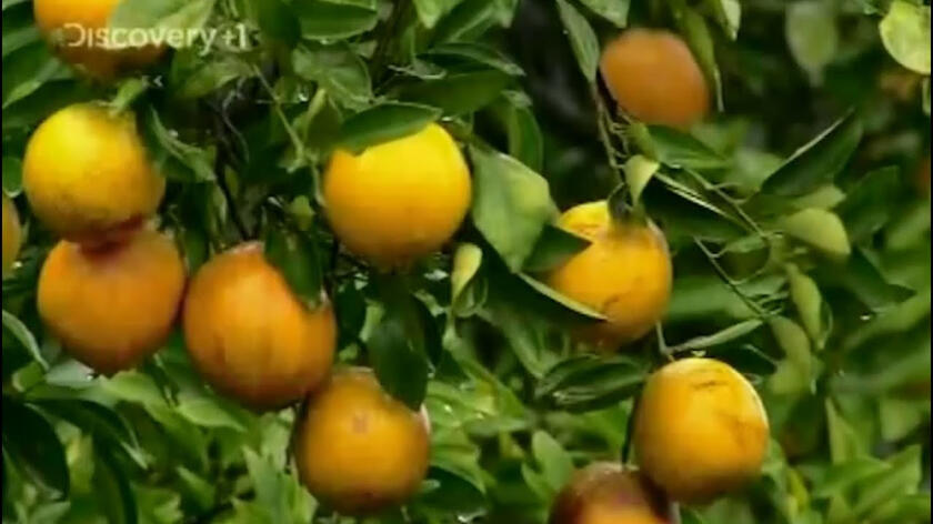 ORANGE JUICE V